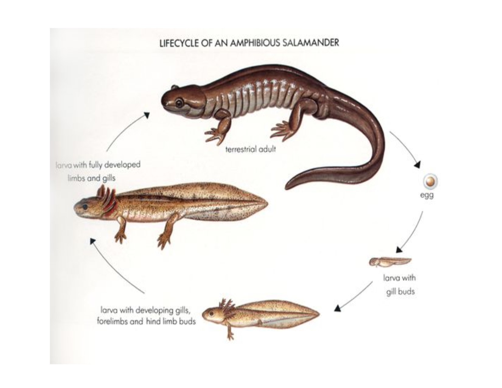 Streamside Salamander life cycle page Streamside Salamander life cycle page