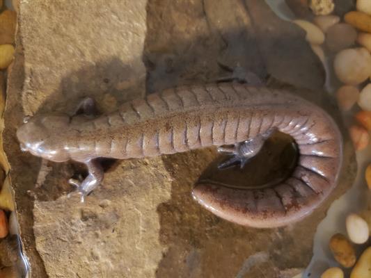 Streamside Salamander Streamside Salamander