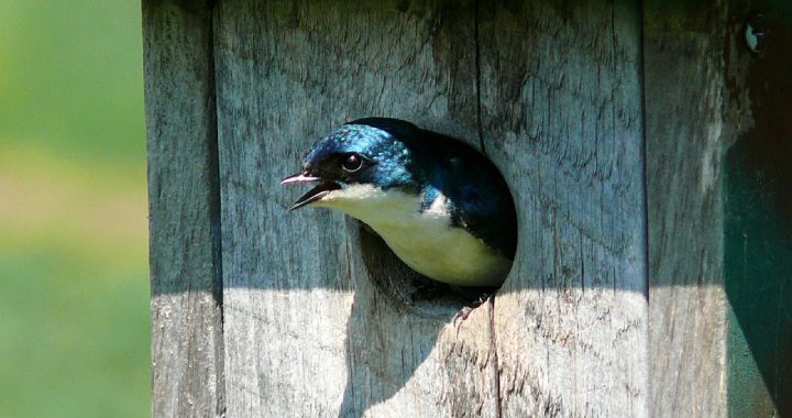 tree swallow in nestbox tree swallow in nestbox