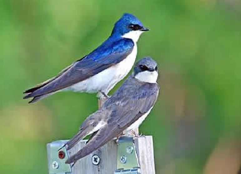 tree swallow male and female.jpg resized tree swallow male and female.jpg resized