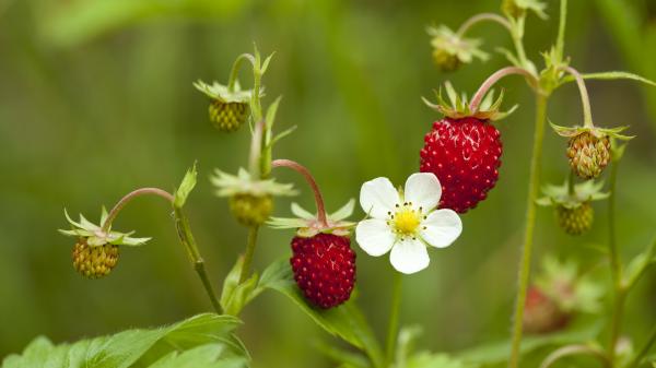 Wild Strawberry Wild Strawberry