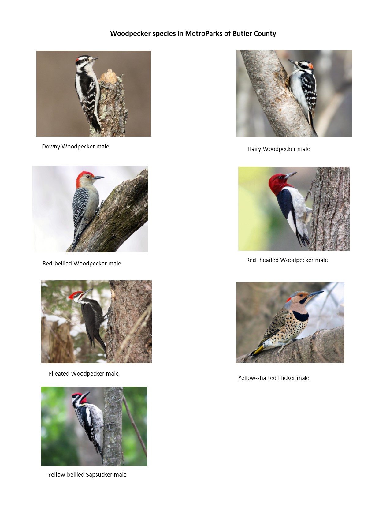 Woodpecker species Woodpecker species