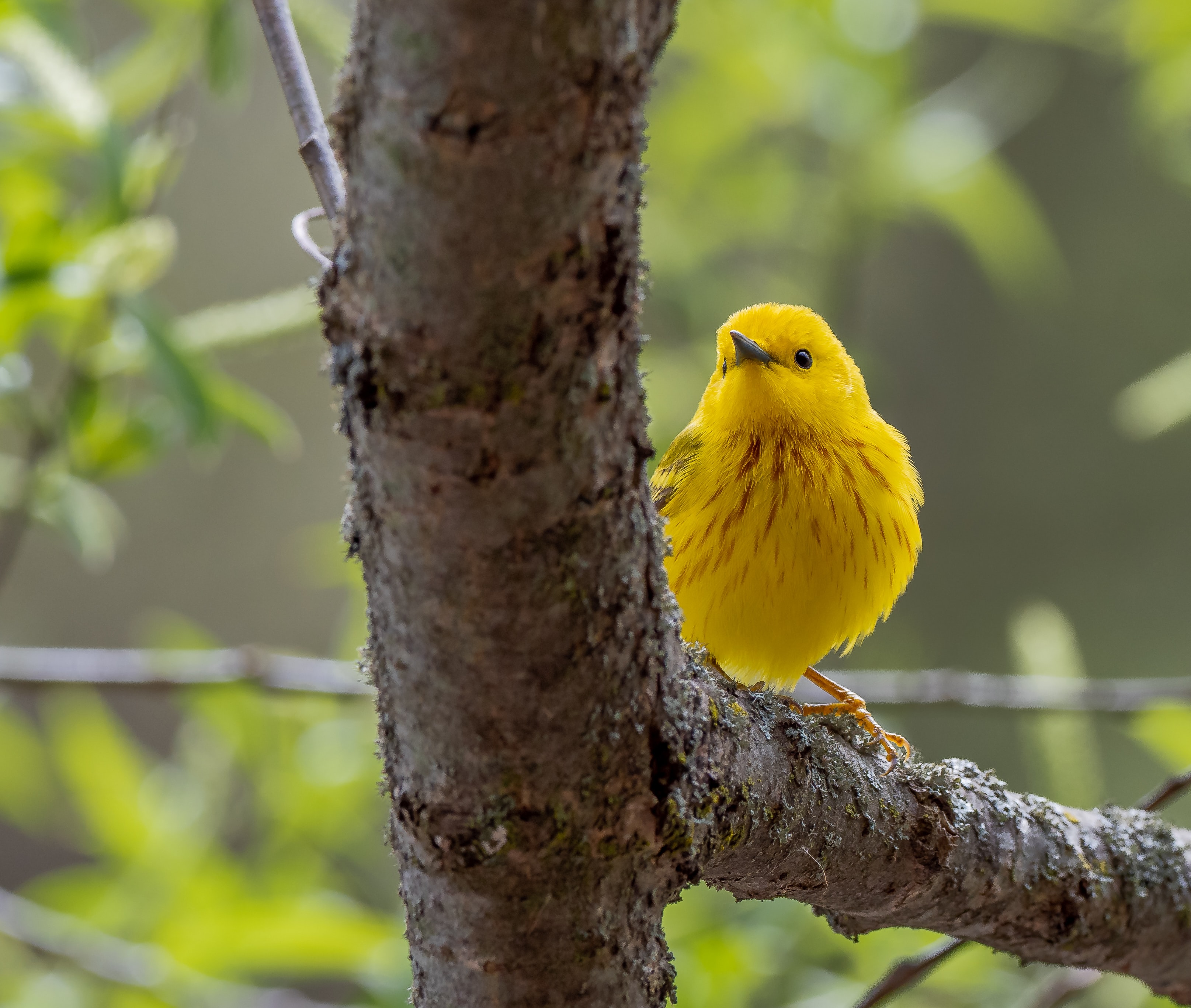 Yellow Warblers Yellow Warblers